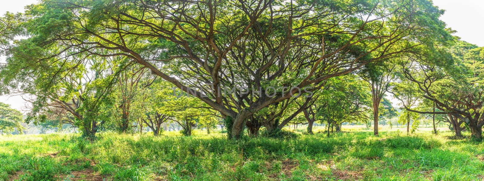 Panoramic landscape of green jungle,Tropical rain forest in Thailand