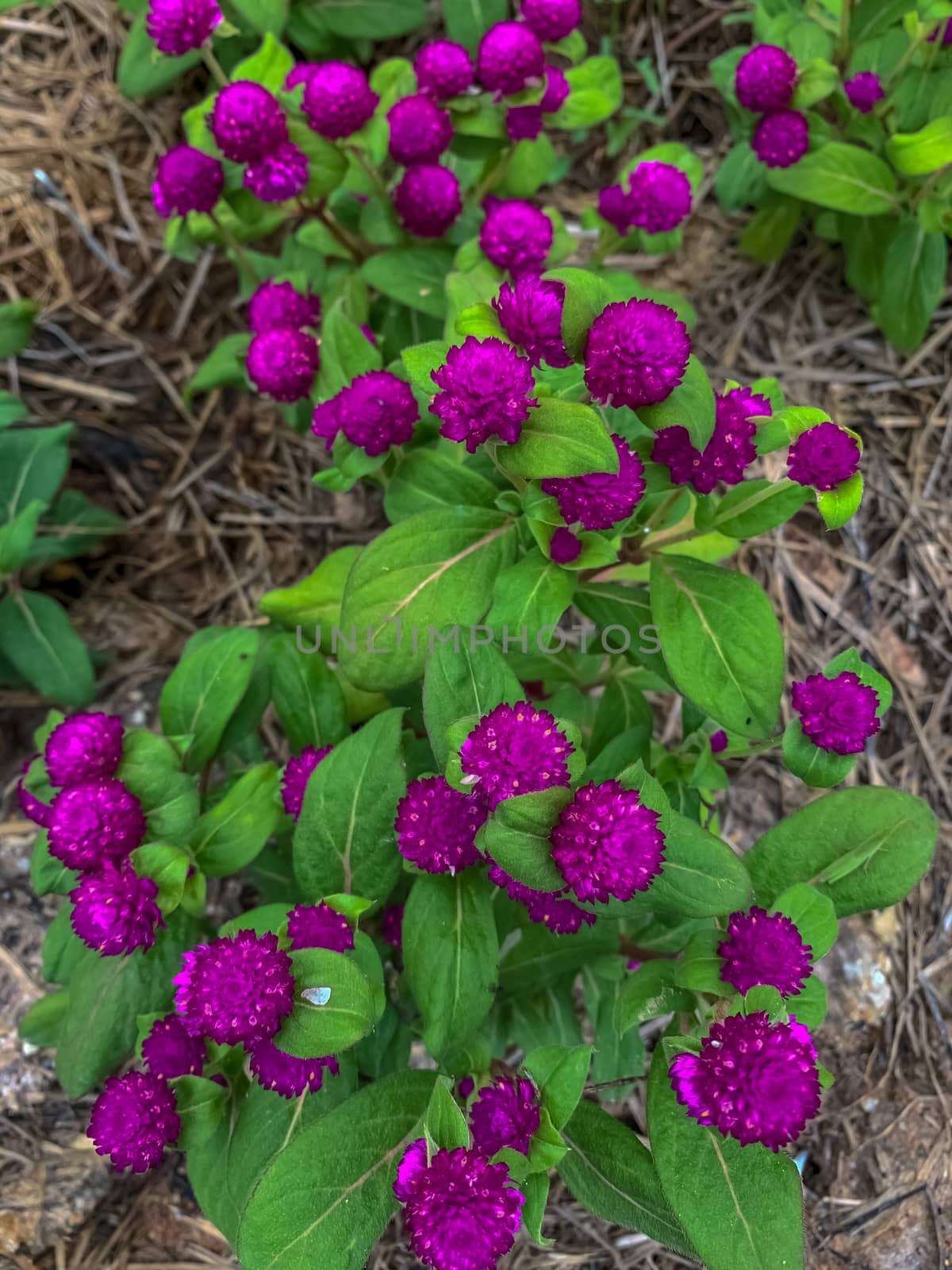 Gomphrena globosa (globe amaranth). Top view purple flower bloom by Fahroni