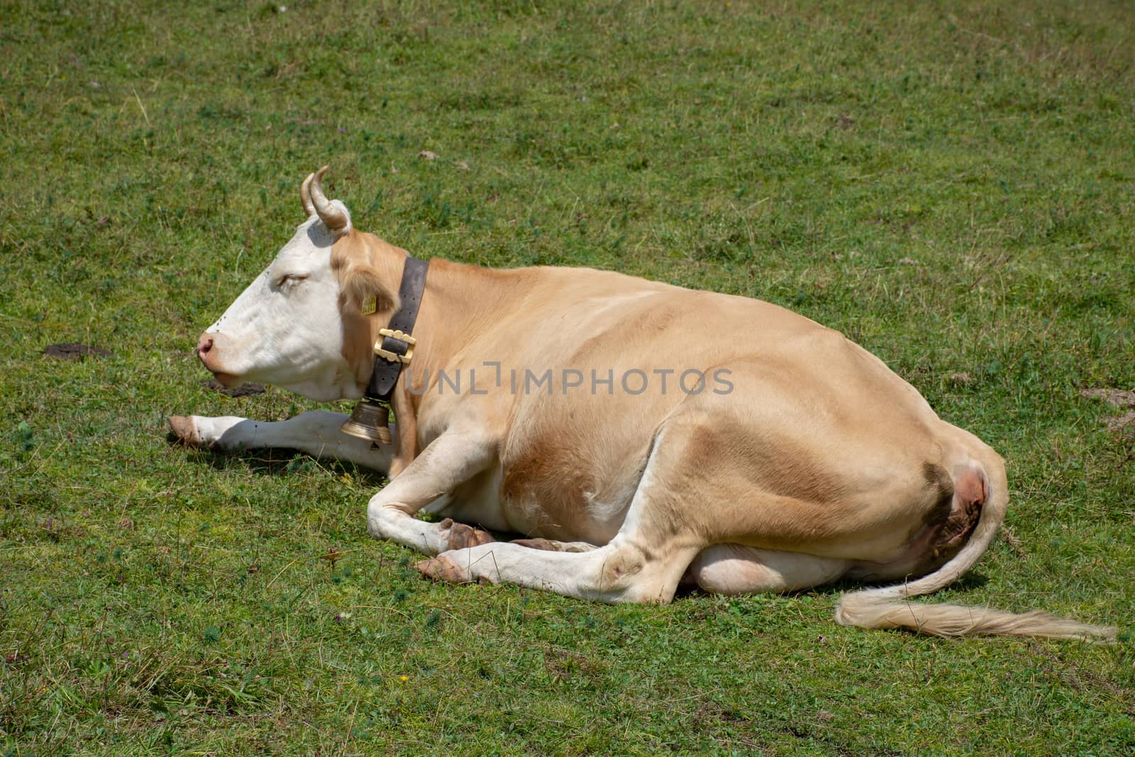 A cow with its bell sitting in the alps in a Switzerland Field enjoiny gthe summer sun.