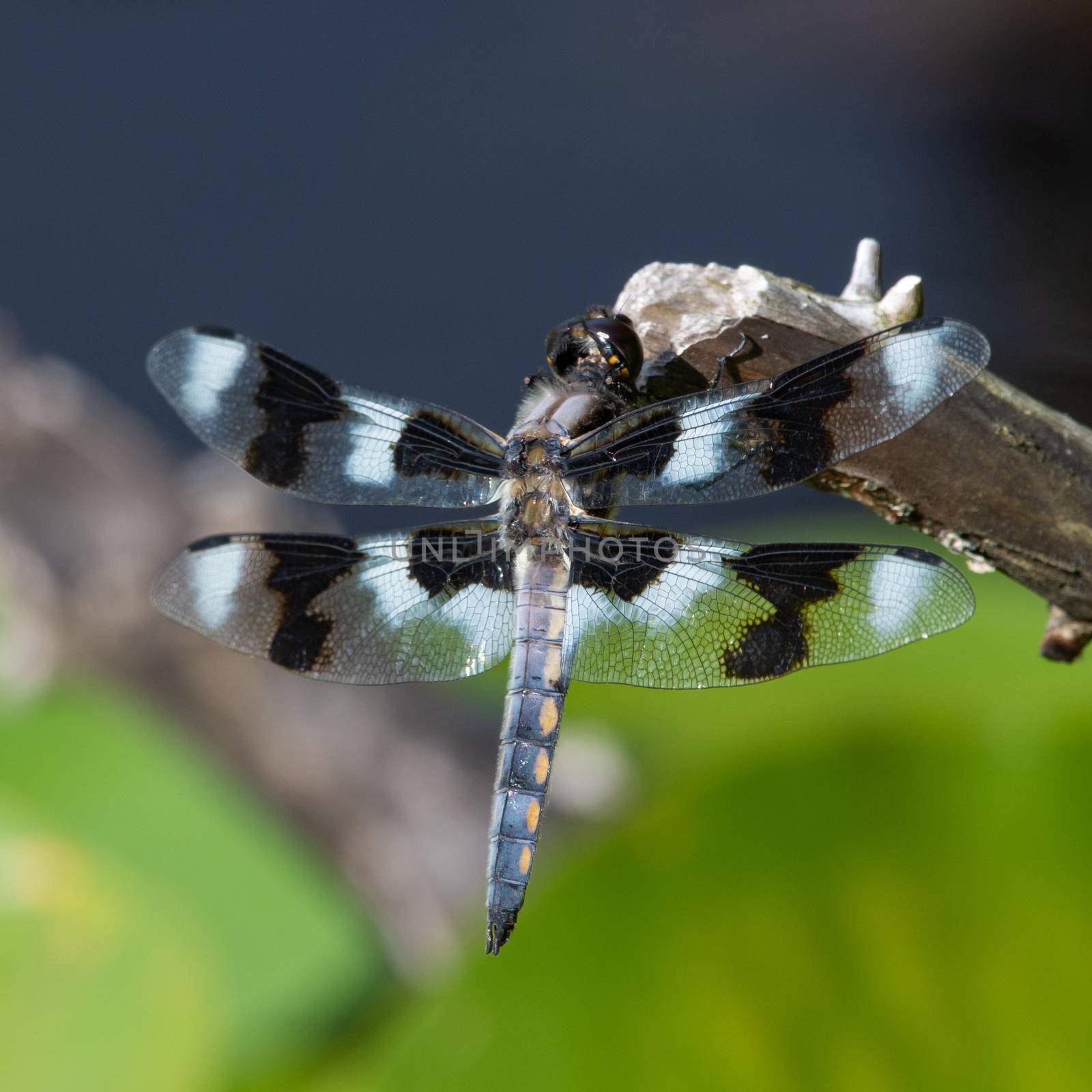 An eight-spotted skimmer (Libellula forensis) dragonfly perched on a tree branch up close showing off beautiful black and white colours in the sunshine in British Columbia, Canada.