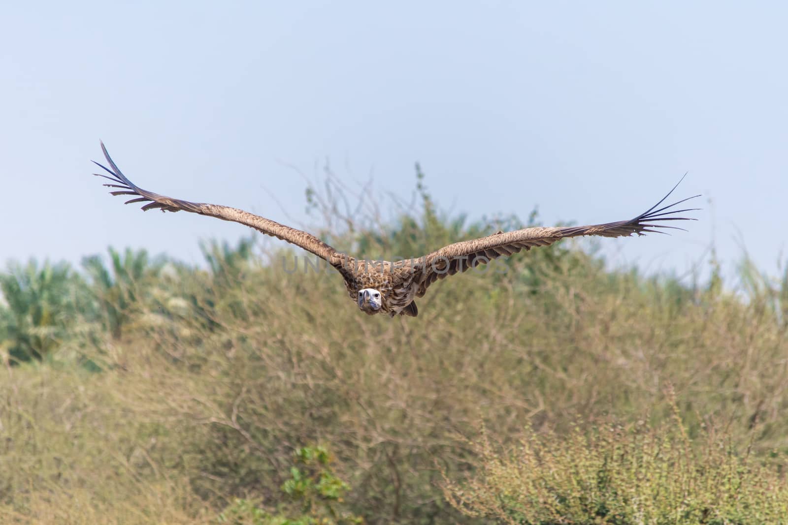 The griffon vulture (Gyps fulvus)  flying above green trees soars with its huge wingspan on a blue sky.