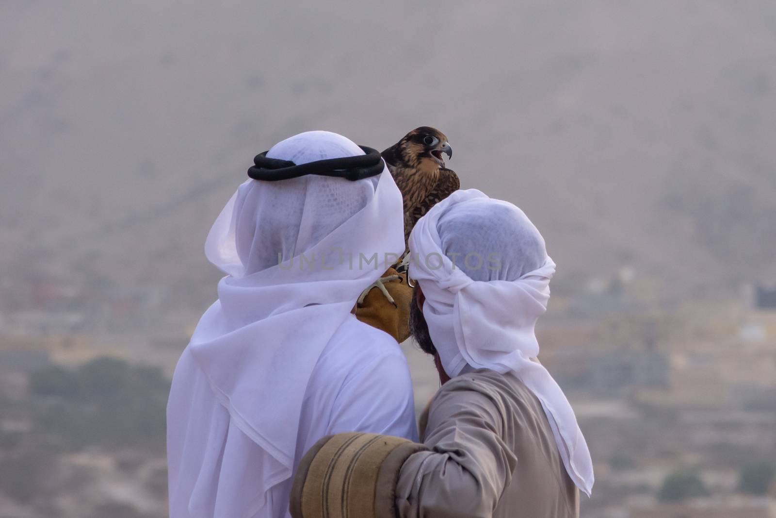 A pair of Emirati falconers hold a peregrine falcon  (Falco peregrinus) in the United Arab Emirates (UAE) a culture and tradition in the Middle East.
