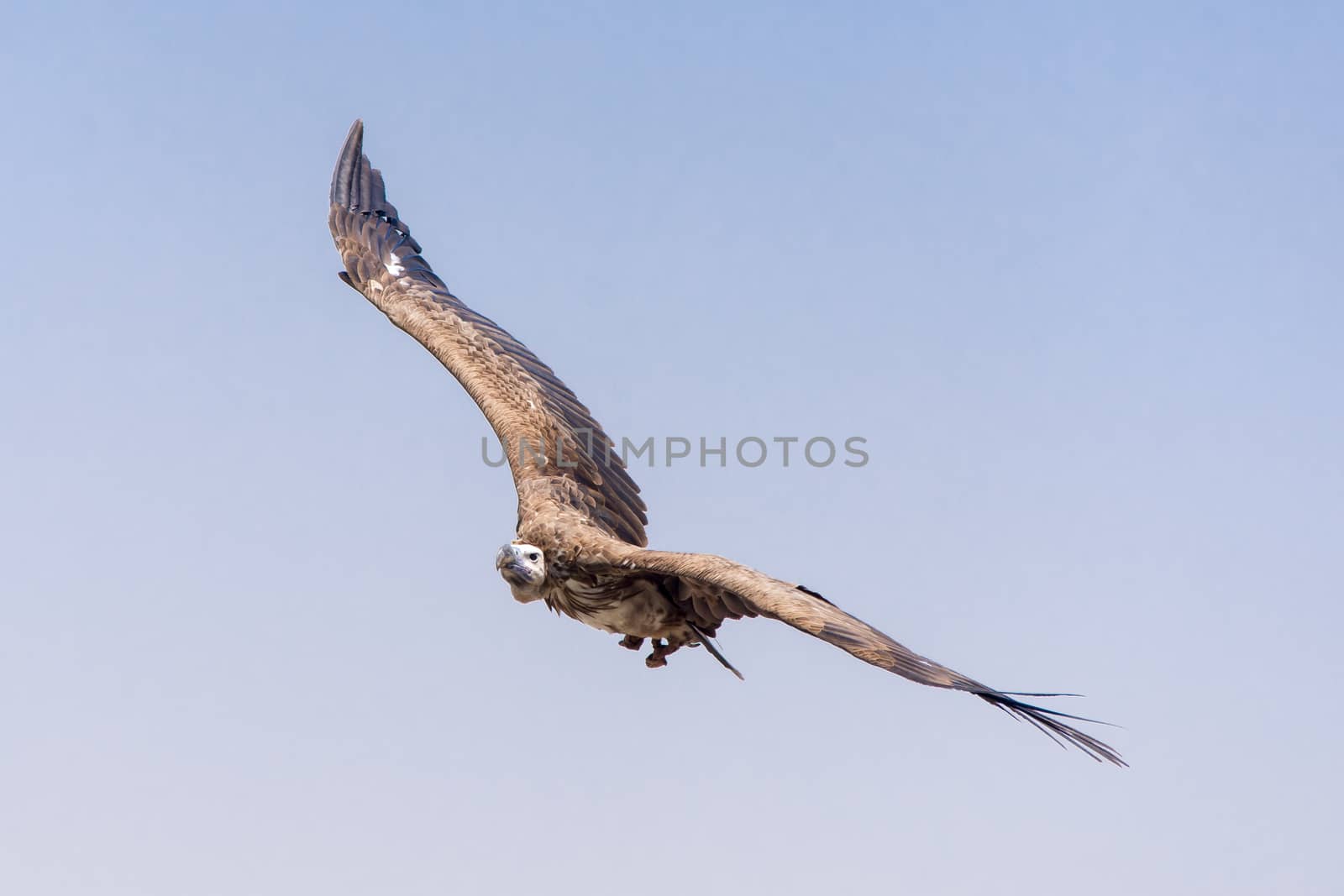 The griffon vulture (Gyps fulvus)  flying above green trees soar by kingmaphotos