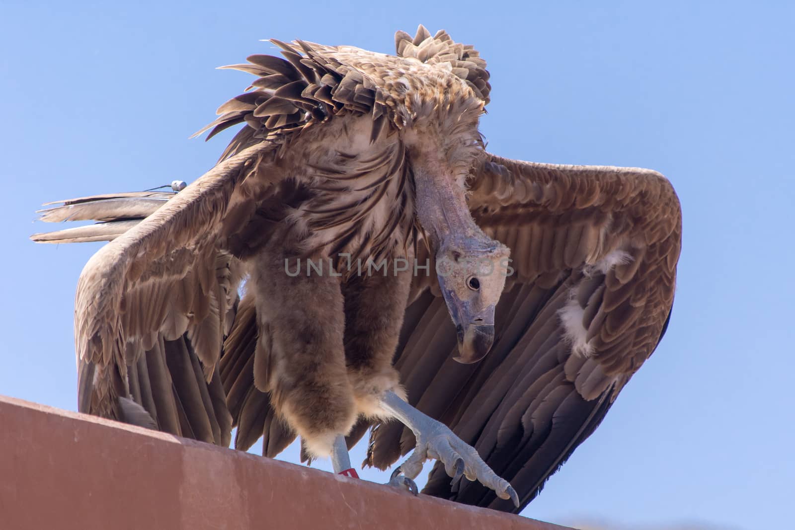The griffon vulture close up(Gyps fulvus)  hunched over  showing by kingmaphotos