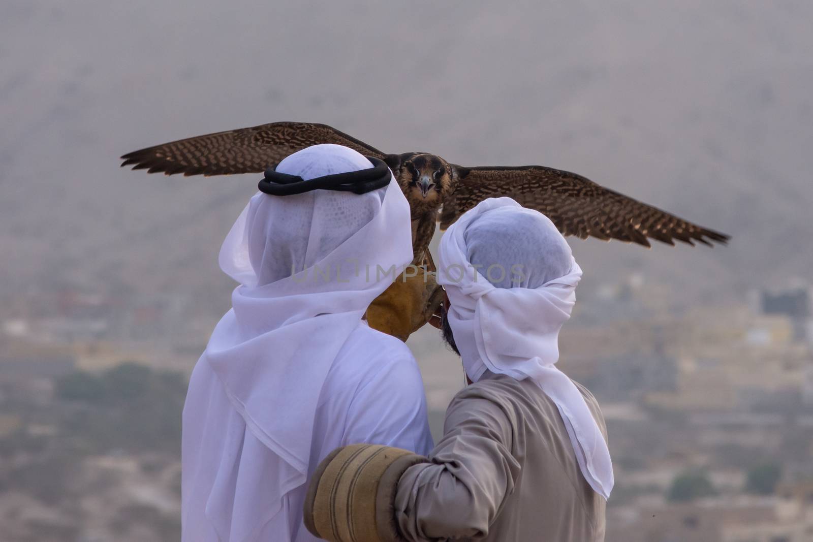 A pair of Emirati falconers hold a peregrine falcon  (Falco pere by kingmaphotos