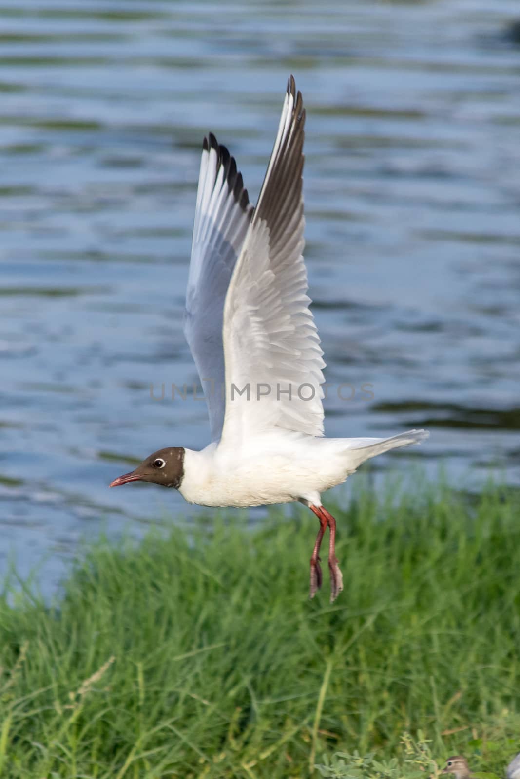 Black-headed Gull takes off along the water. by kingmaphotos