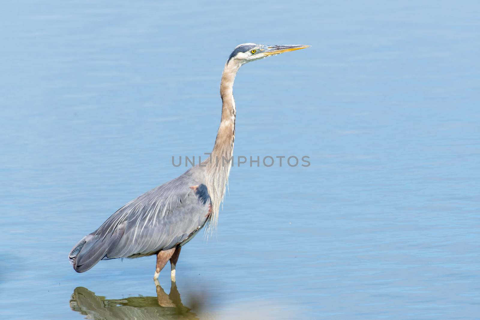 Great Blue Heron's face in the sunshine close up standing wading in the calm waters in Canada looking and hunting for a fish (ardea herodias).