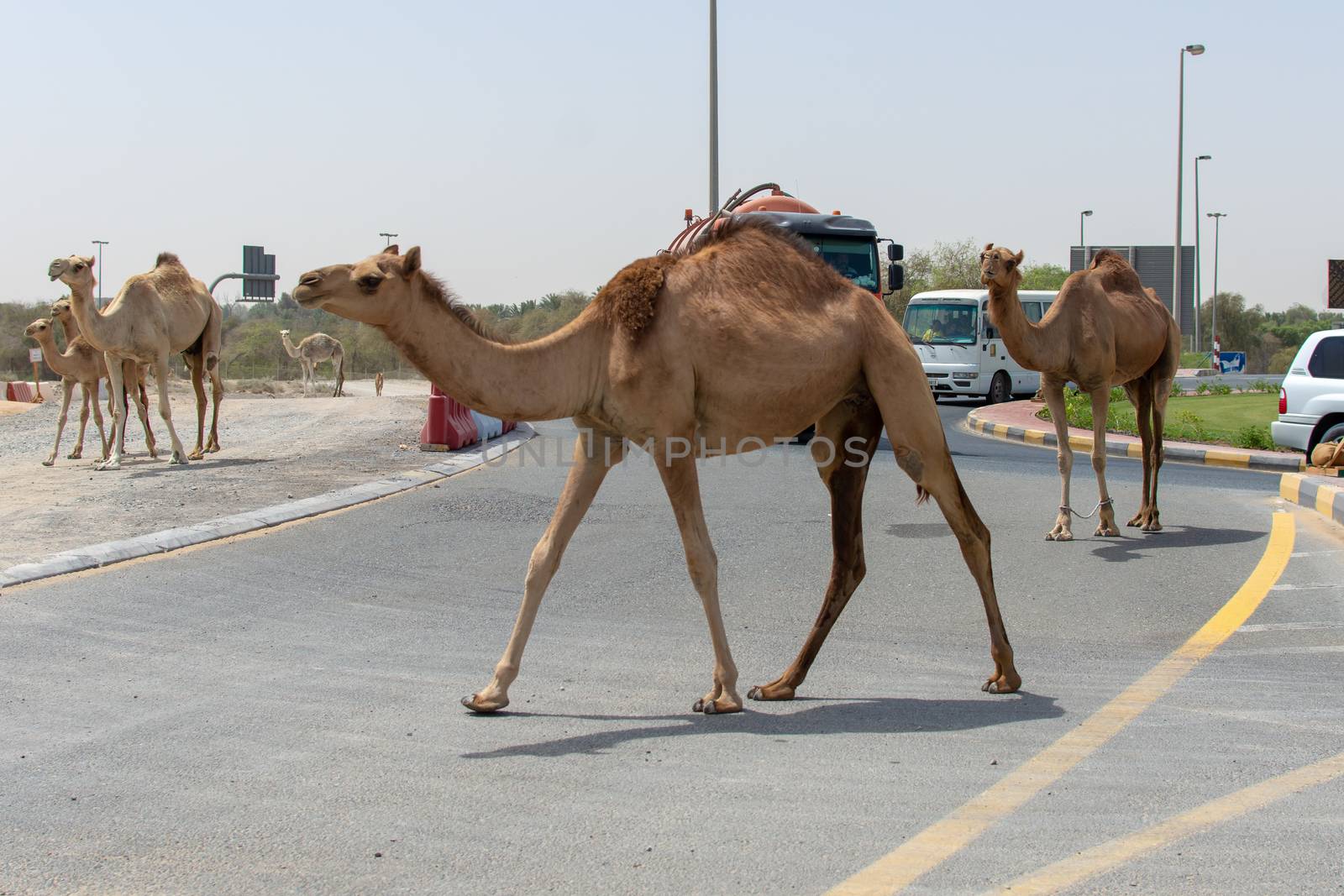 "Sharjah, Sharjah/United Arab Emirates - 6/14/2018: A group of camels cross the Middle Eastern Road while cars wait around the roundabout."