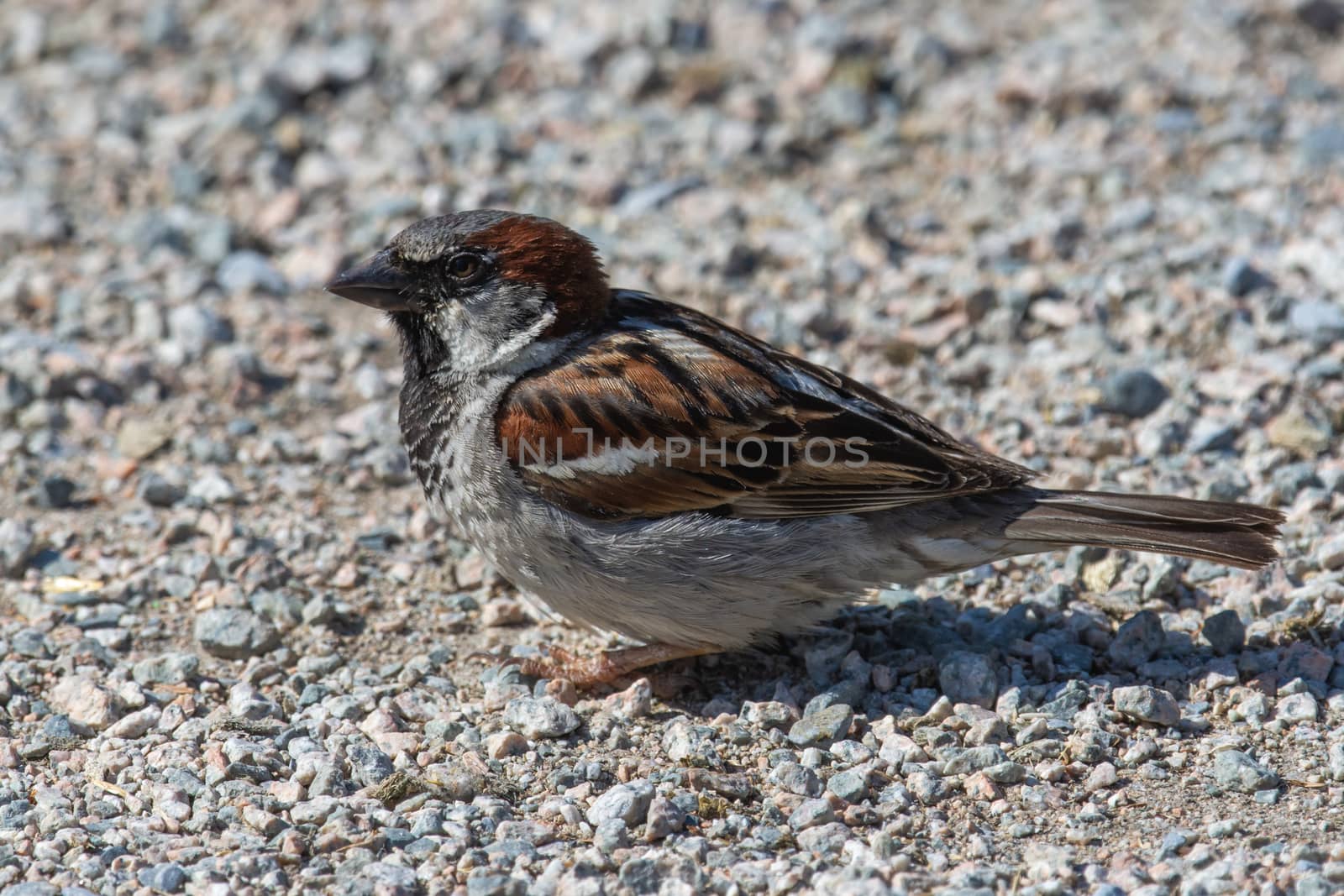 Male House Sparrow (Passer domesticus) stops on ground showing o by kingmaphotos