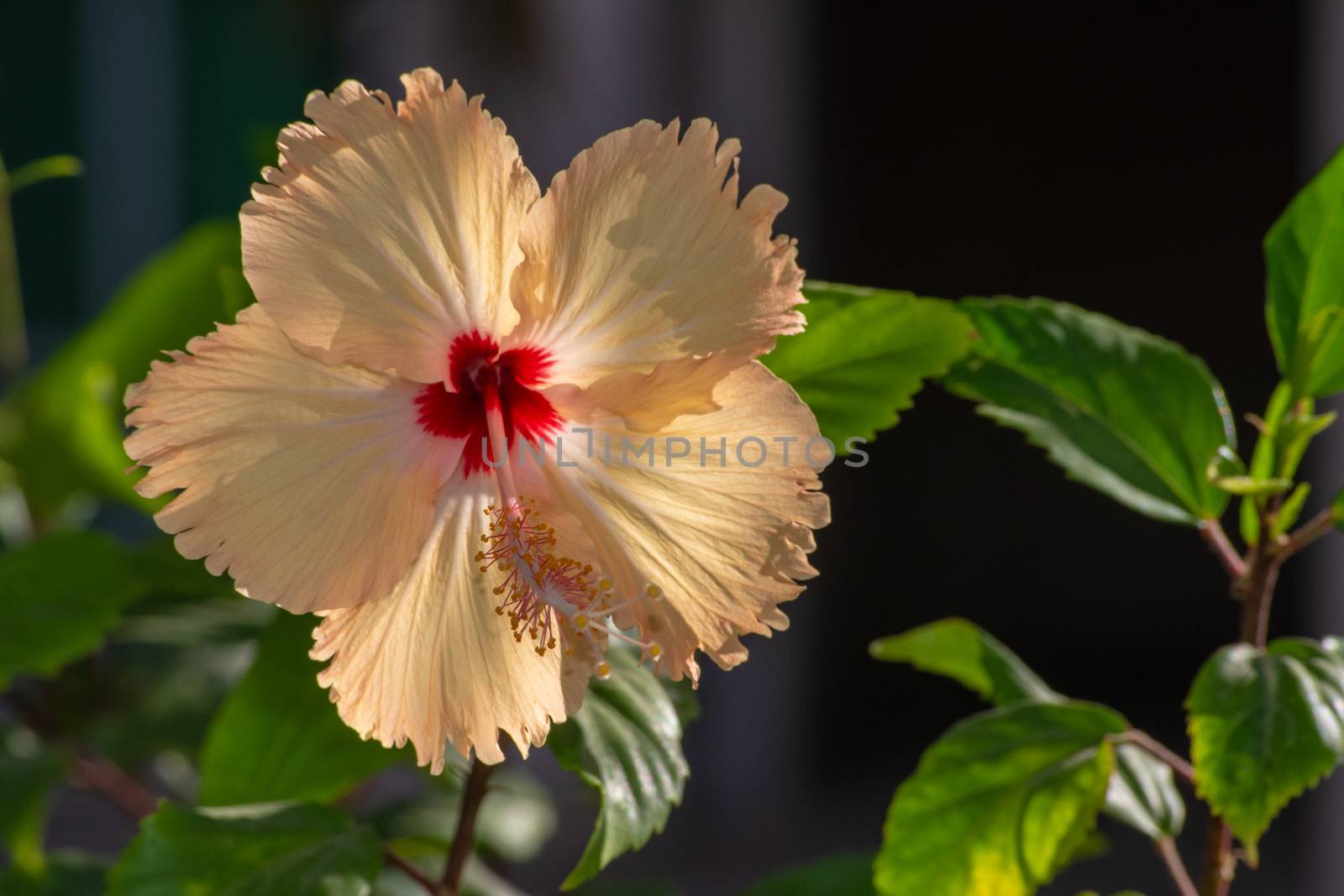 The beautiful yellow Chinese hibiscus also known as the China rose, Hawaiian hibiscus,, rose mallow and shoeblackplant in a garden in the UAE.