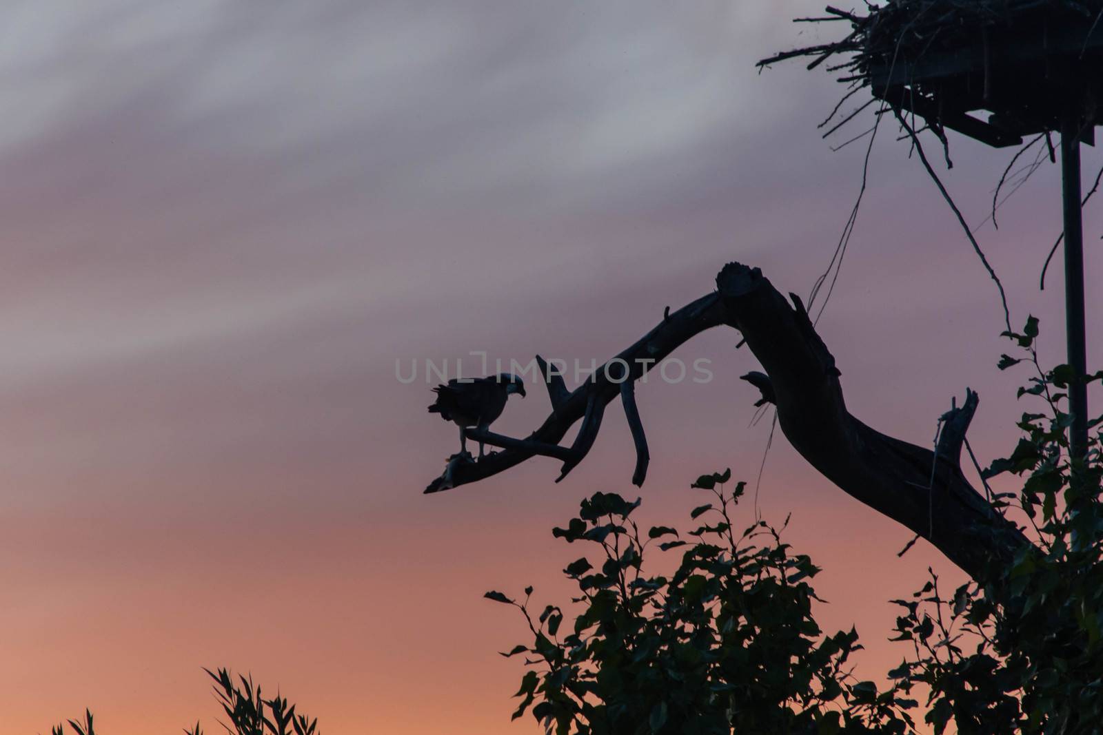 An evening sunset  Kelowna from Rotary Marsh looking at the Osprey Nest with Osprey eating a fish with a beautiful coloured summer sky background.