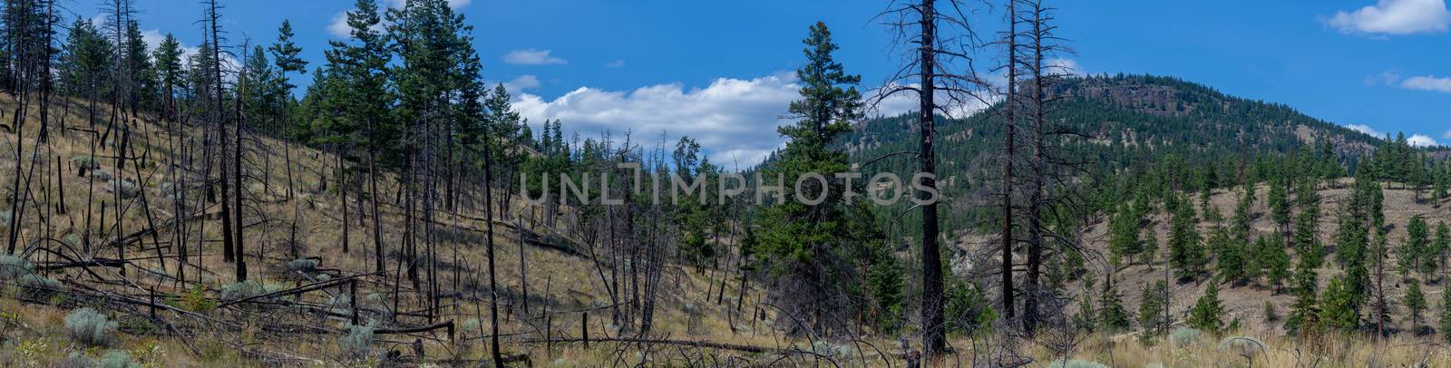 Panorama of Okanogan Lake mountains in Kelowna, British Columbia, Canada on a sunny day looking at burned forest, dry ground and the lake.