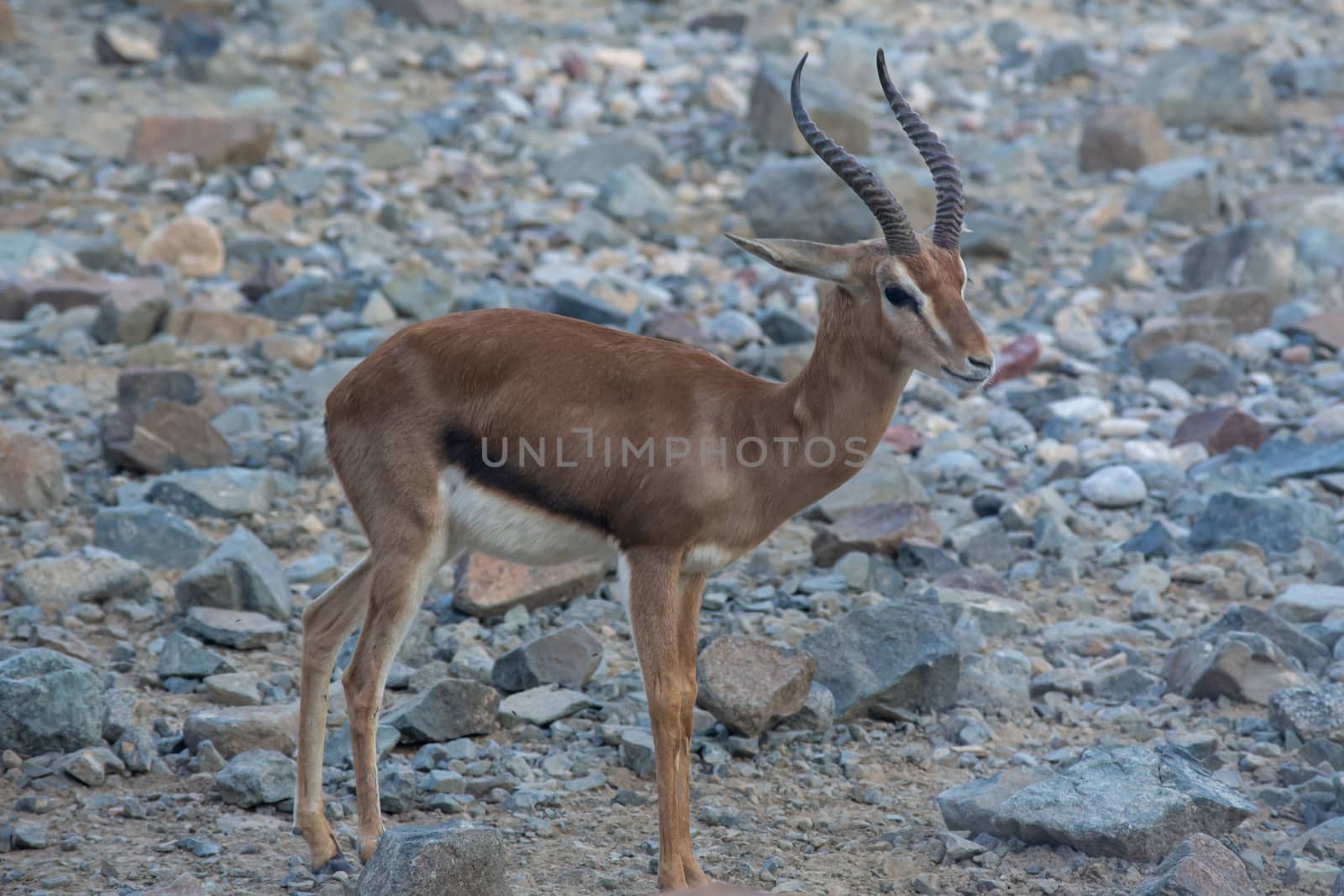 Arabian Sand Gazelle (Gazella marica) in the rocks of the United by kingmaphotos