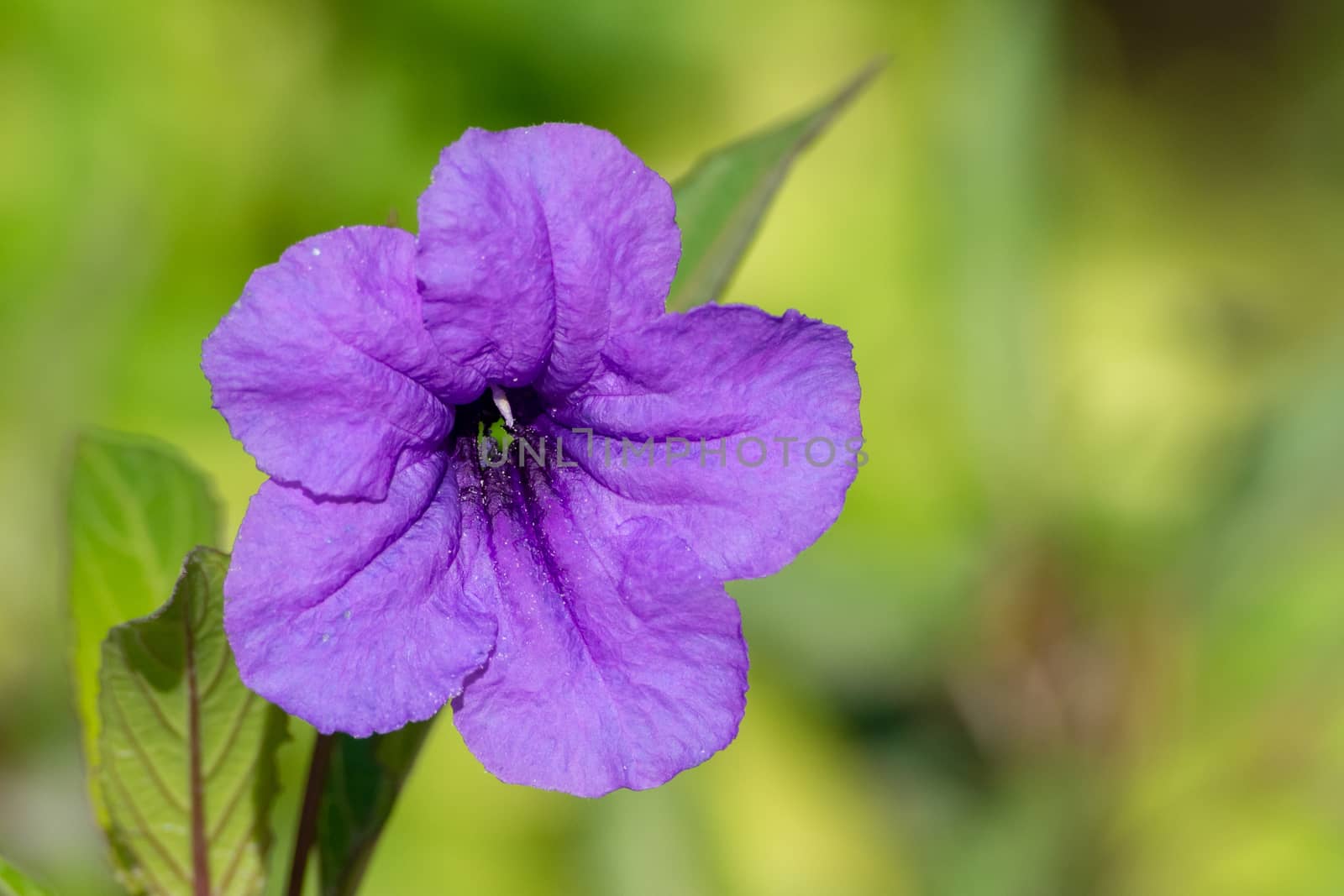 One beautiful close up of a purple wild petunia (fringeleaf wild petunia, hairy petunia, low wild petunia) with green background.