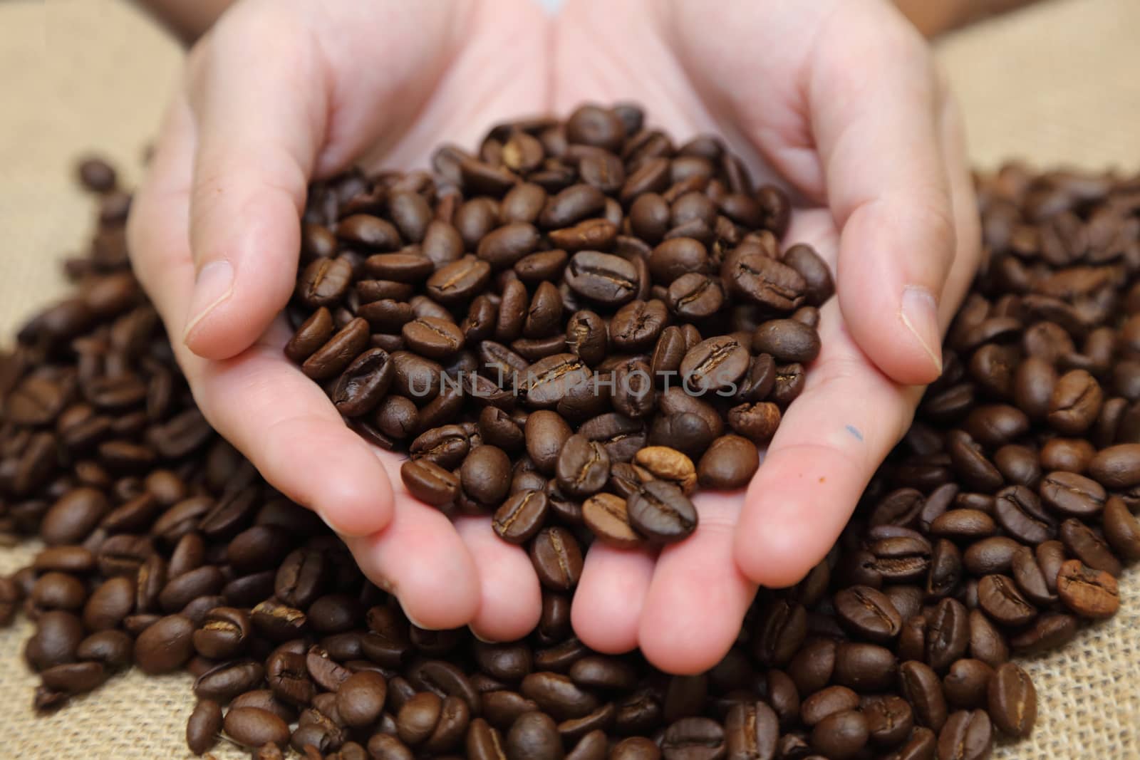 background of  roasted coffee beans pouring out of cupped hands into a burlap sack