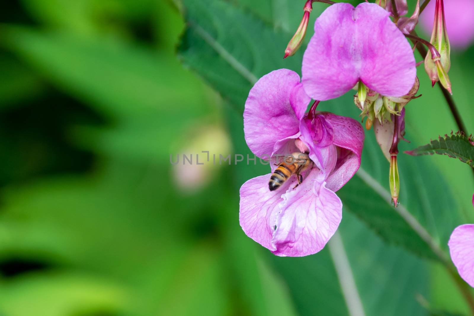 Honey bee flies into a purple flower and out collecting nectar a by kingmaphotos