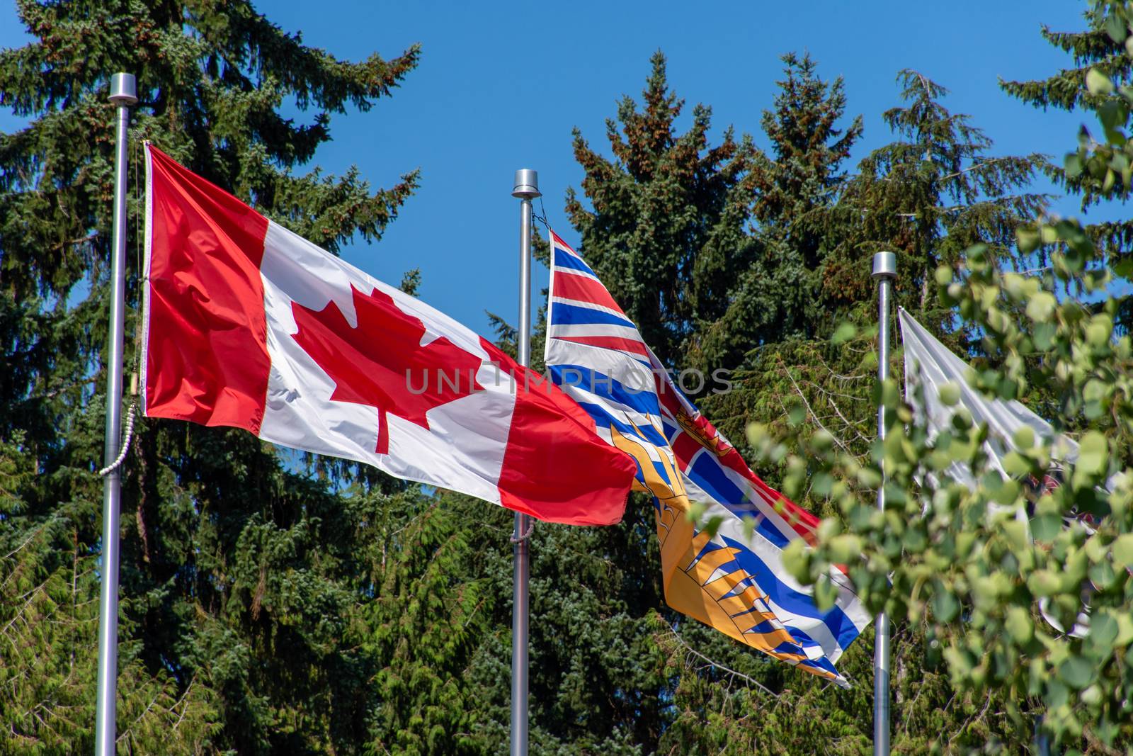 Canada and British Columbia (BC) flag blowing in the wind and tr by kingmaphotos