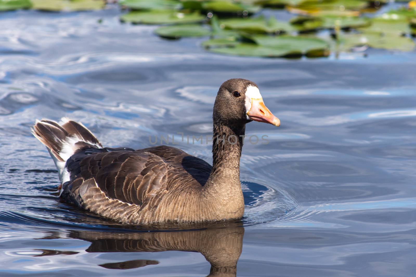 The greylag goose (Anser anser) is a species of large goose in t by kingmaphotos
