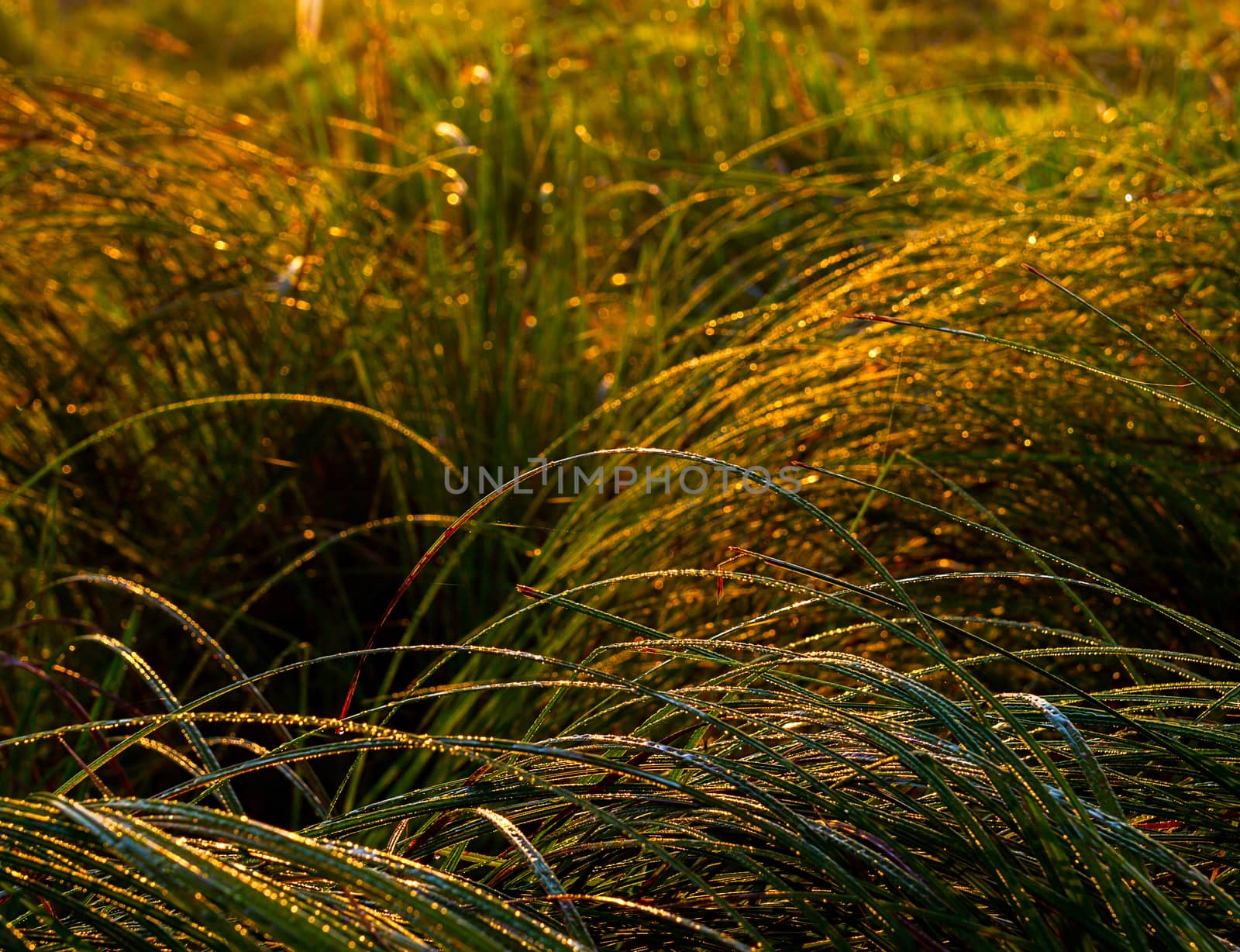 Morning dew on grass in golden early morning light selective focus background