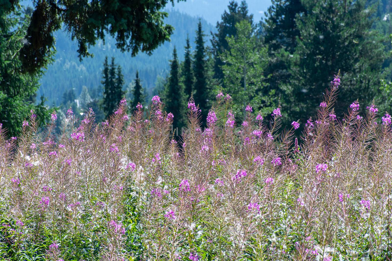 Purple flowers blowing pollen into the air in the wind and glowi by kingmaphotos