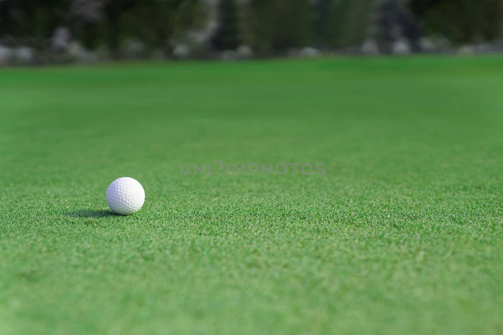 golf ball on a green fairway grass