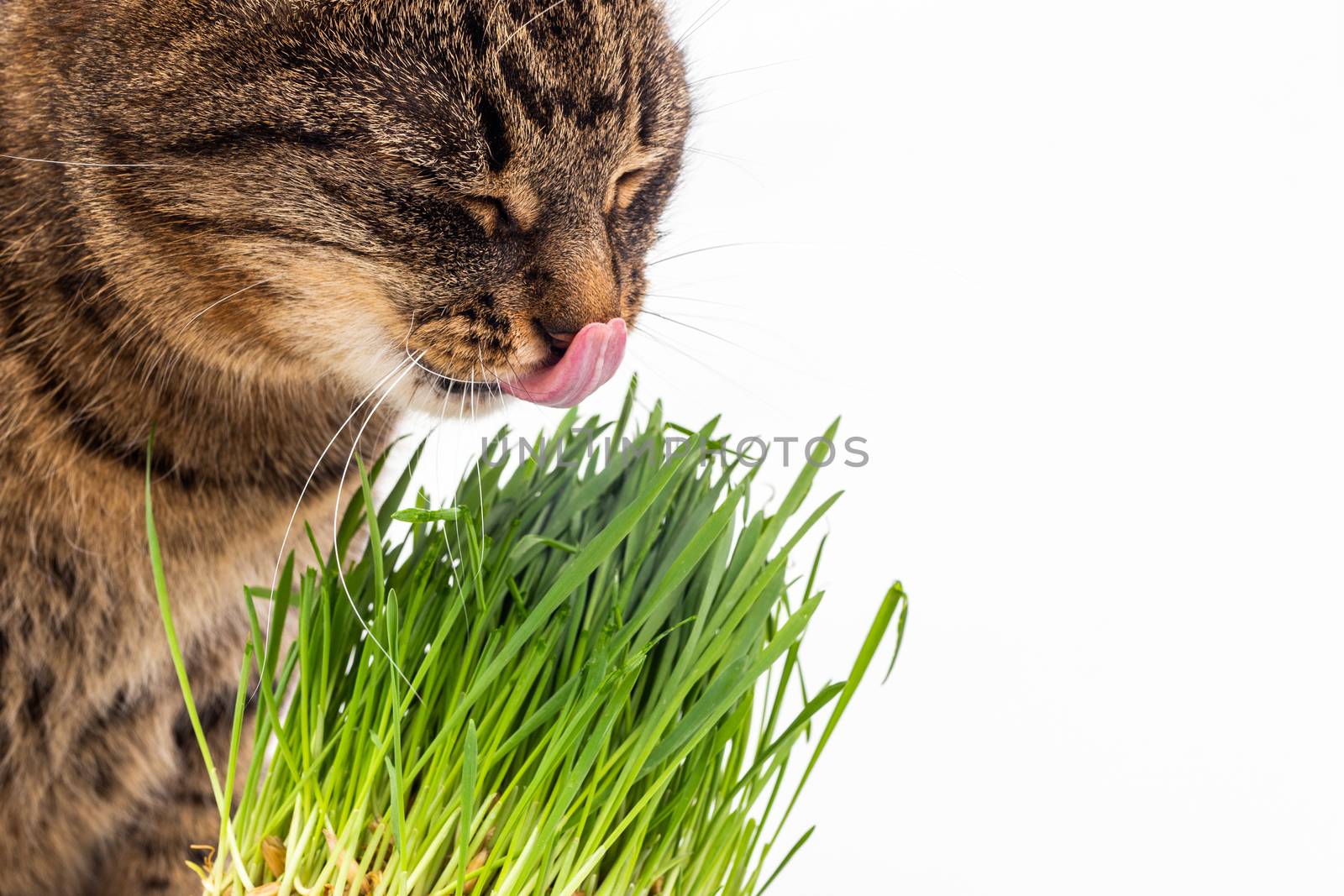 gray domestic tabby cat eating fresh green grass close-up on white background with selective focus and blur. Licking its nose with pink tongue, eyes closed.