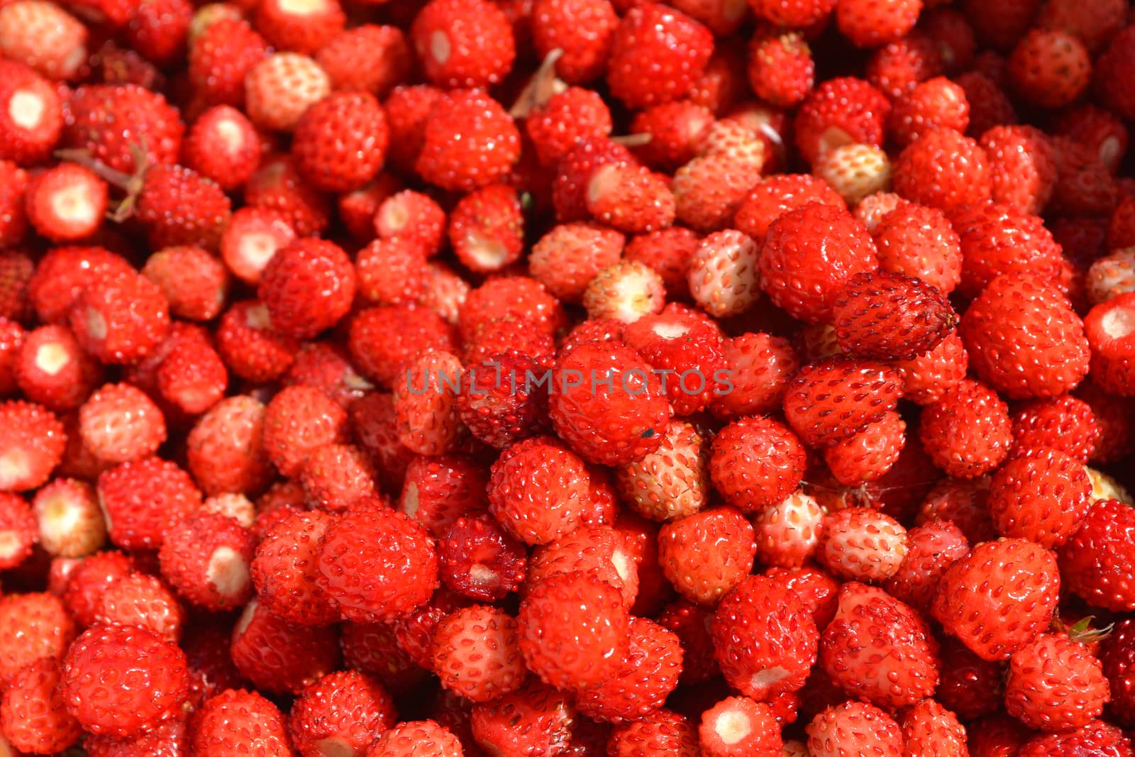red juicy wild strawberry close up background texture