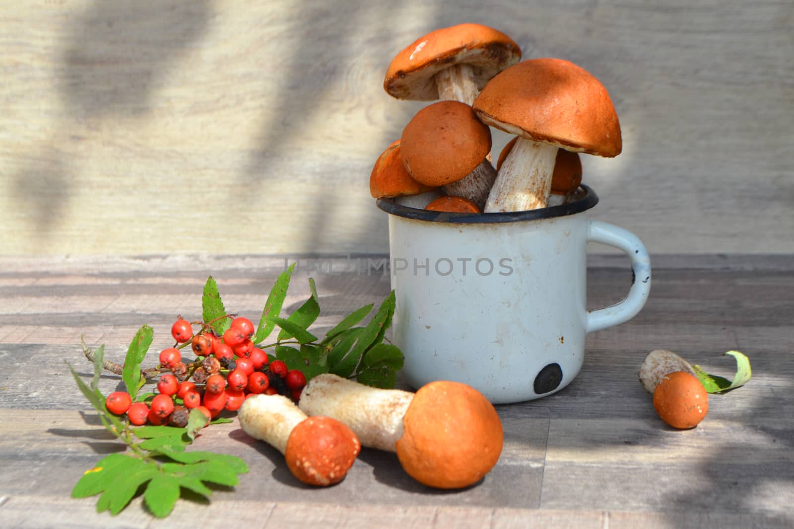 Edible forest mushrooms Leccinum scabrum and Boletus edulis. In rustic metalic mug. Rustic style. Natural day light.