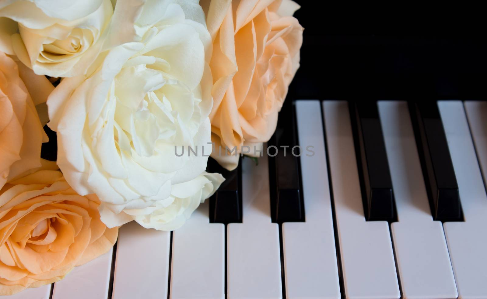 Nude and white beautiful roses on the piano. Flowers on a musica by NataliSam