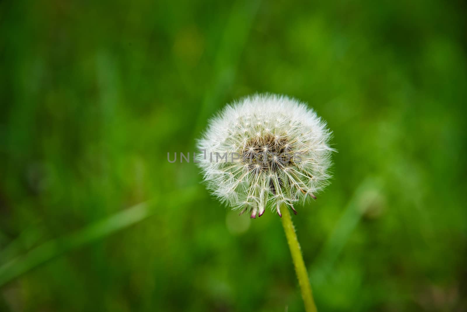 Spring dandelion, natural green blurred background, close-up image