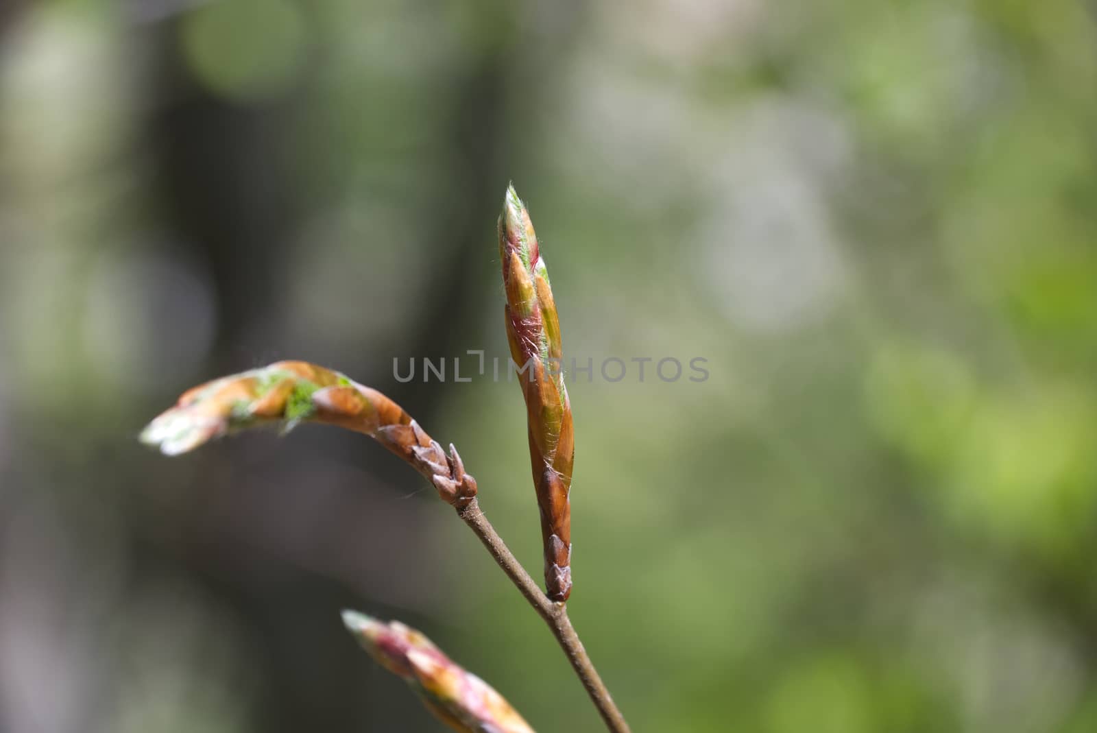 Close up photo of a spring bud on a blurred background