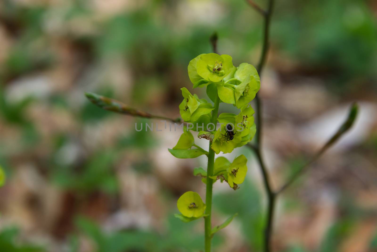 Green spring flower and forest ant eating, selective focus