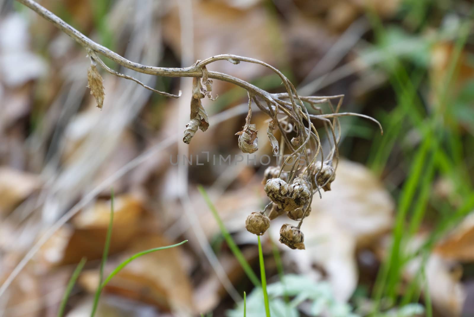 Dried flower on brown leaves background and fresh spring grass