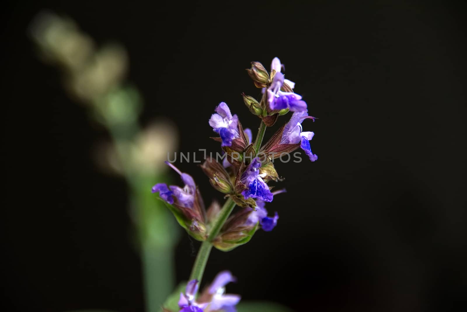 Close-up photo of sage flower on a black background, salvia herb flower