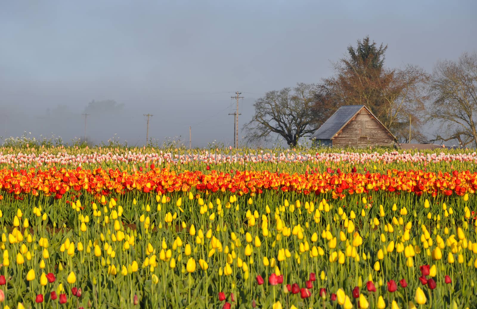 Tulips morning landscape with mist and old shed
