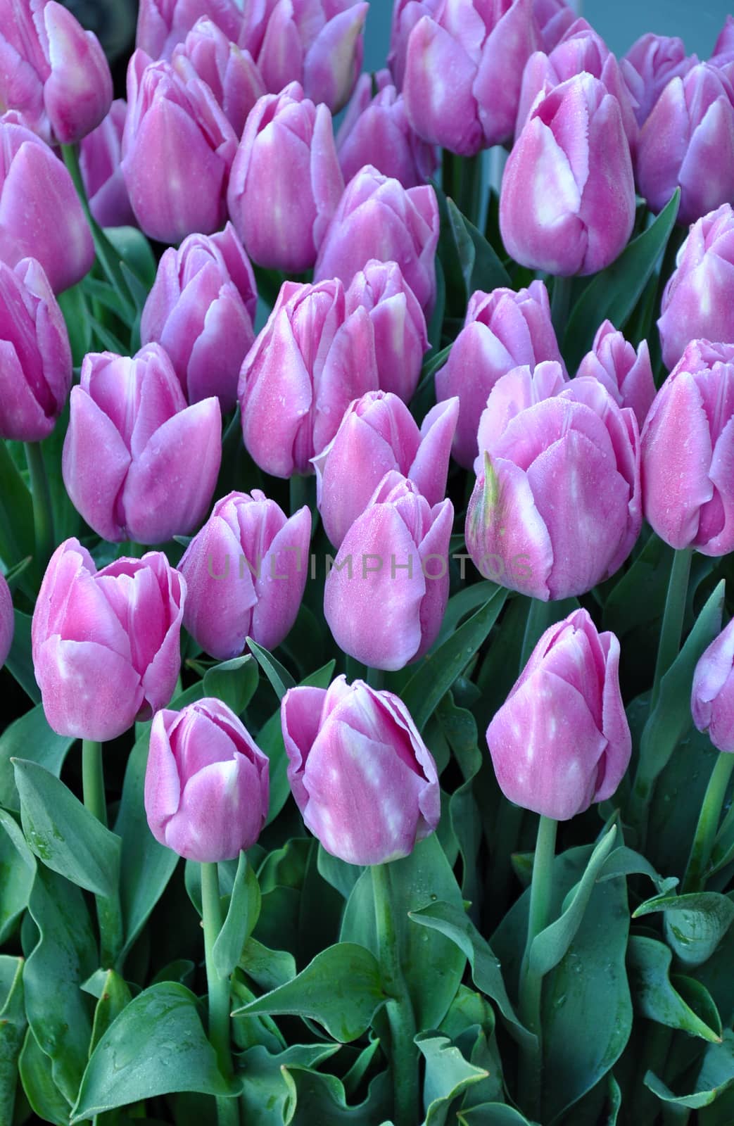 Bunch of beautiful purple spring tulips 