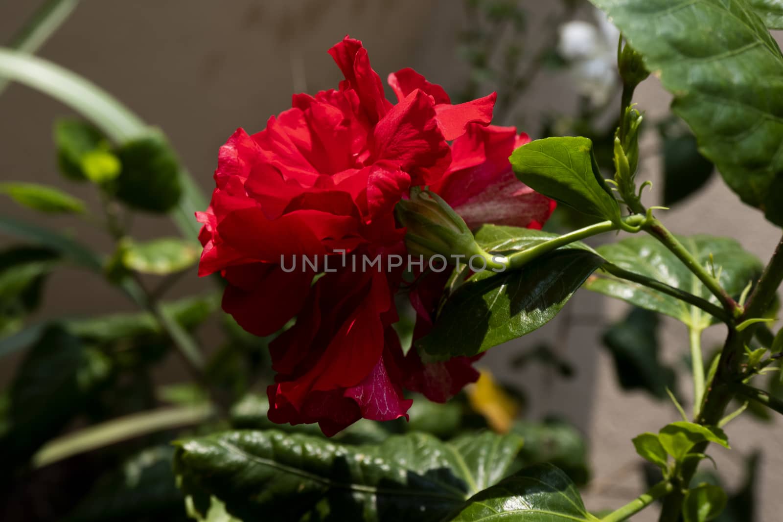 close up view of red hibiscus flower isolated in garden by mahesh_2020