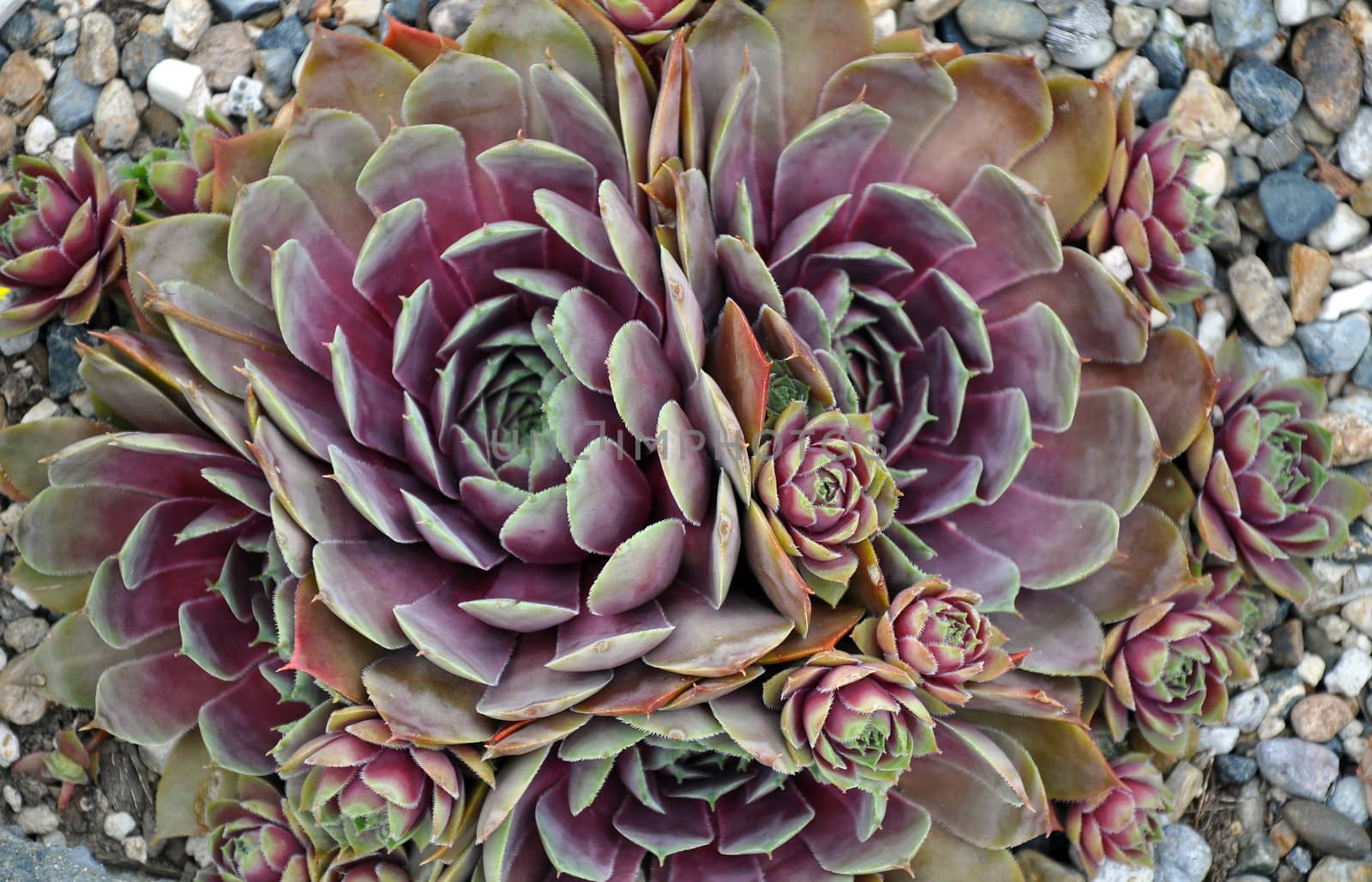 Beautiful hens and chicks succulent plant in purple and green tones