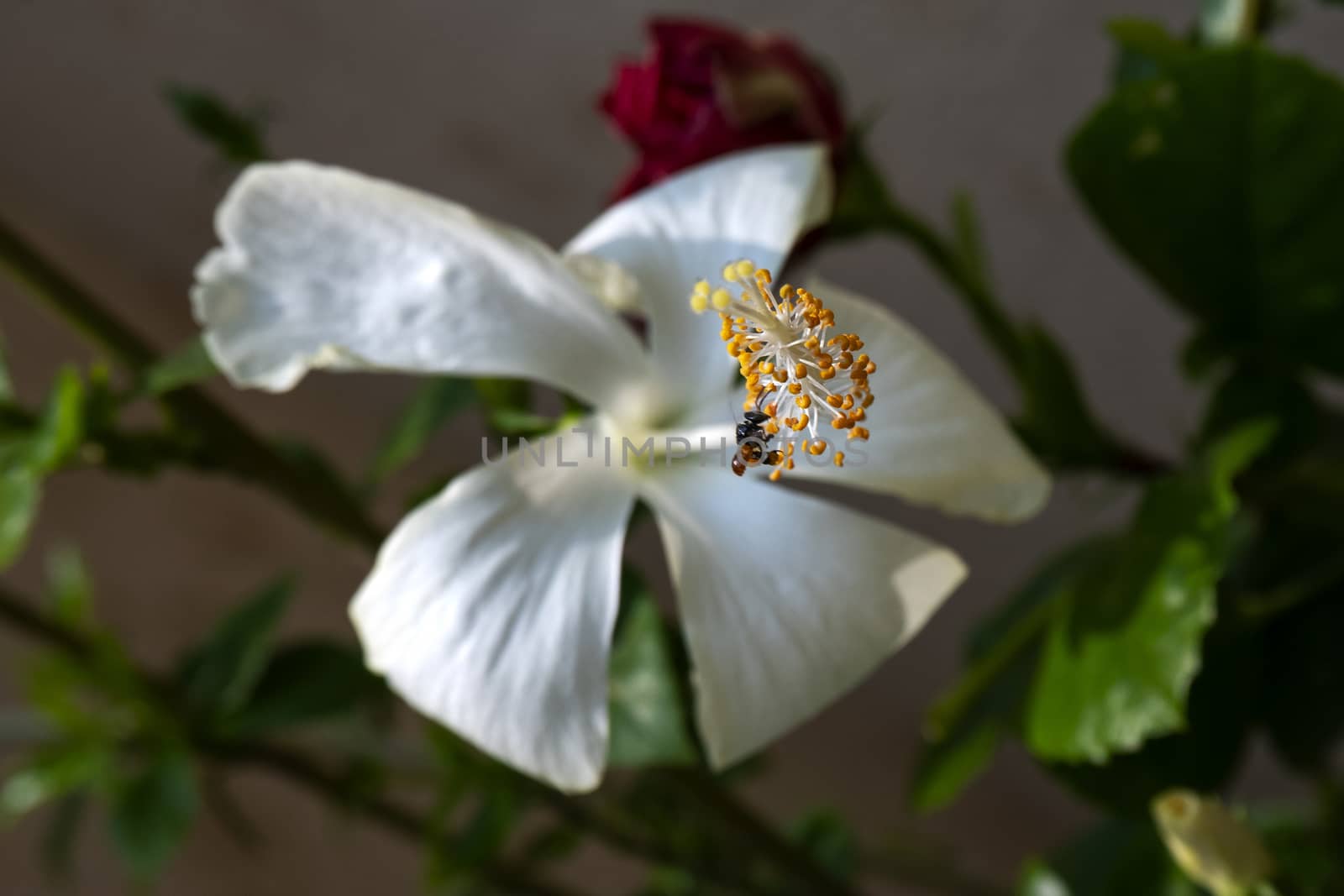 close up view of white hibiscus flower & honey bee in garden background flower & leaves blurred
