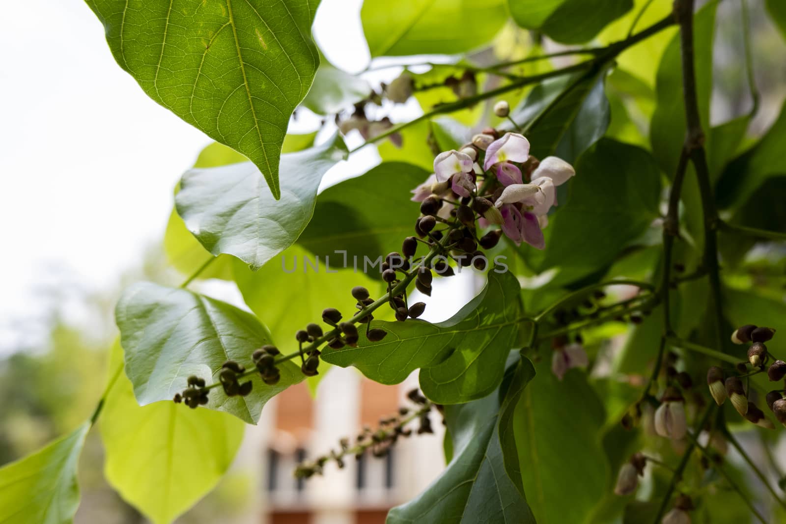 close up view of Millettia pinnata flowers & leaves by mahesh_2020