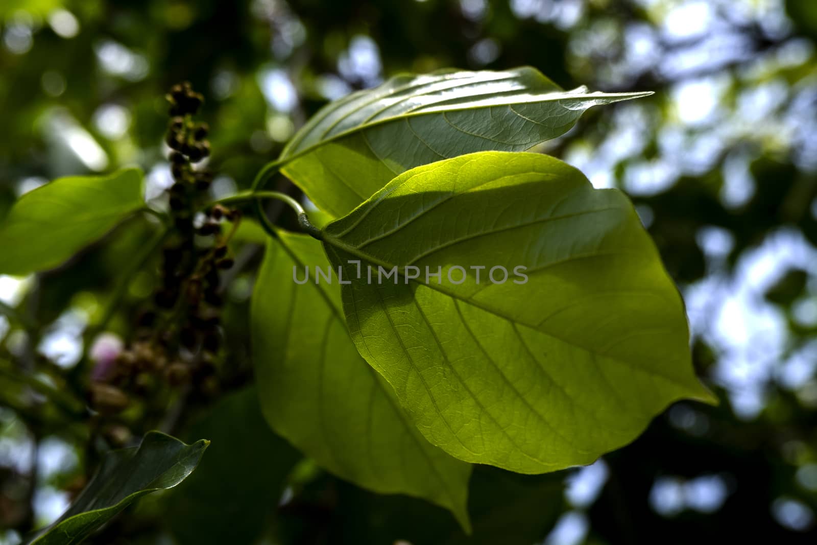 close up view of Millettia pinnata green fresh leaves by mahesh_2020