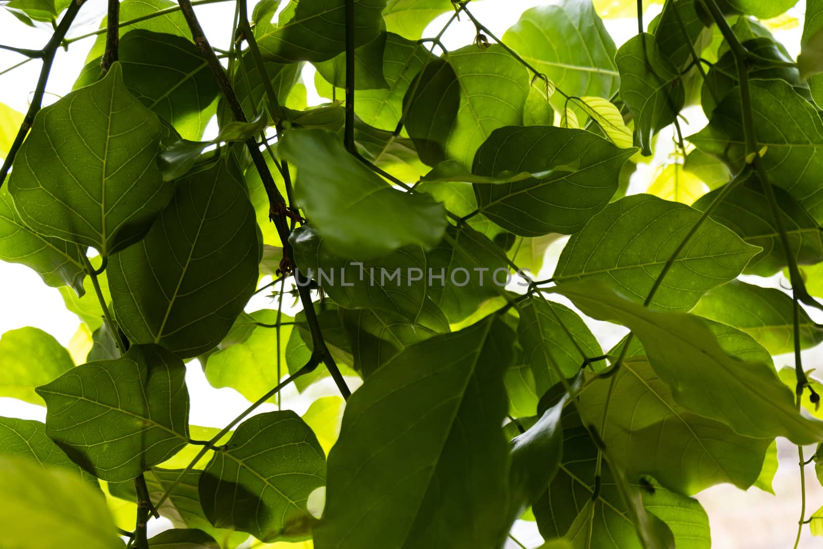 brunches & green leaves covering sky by mahesh_2020