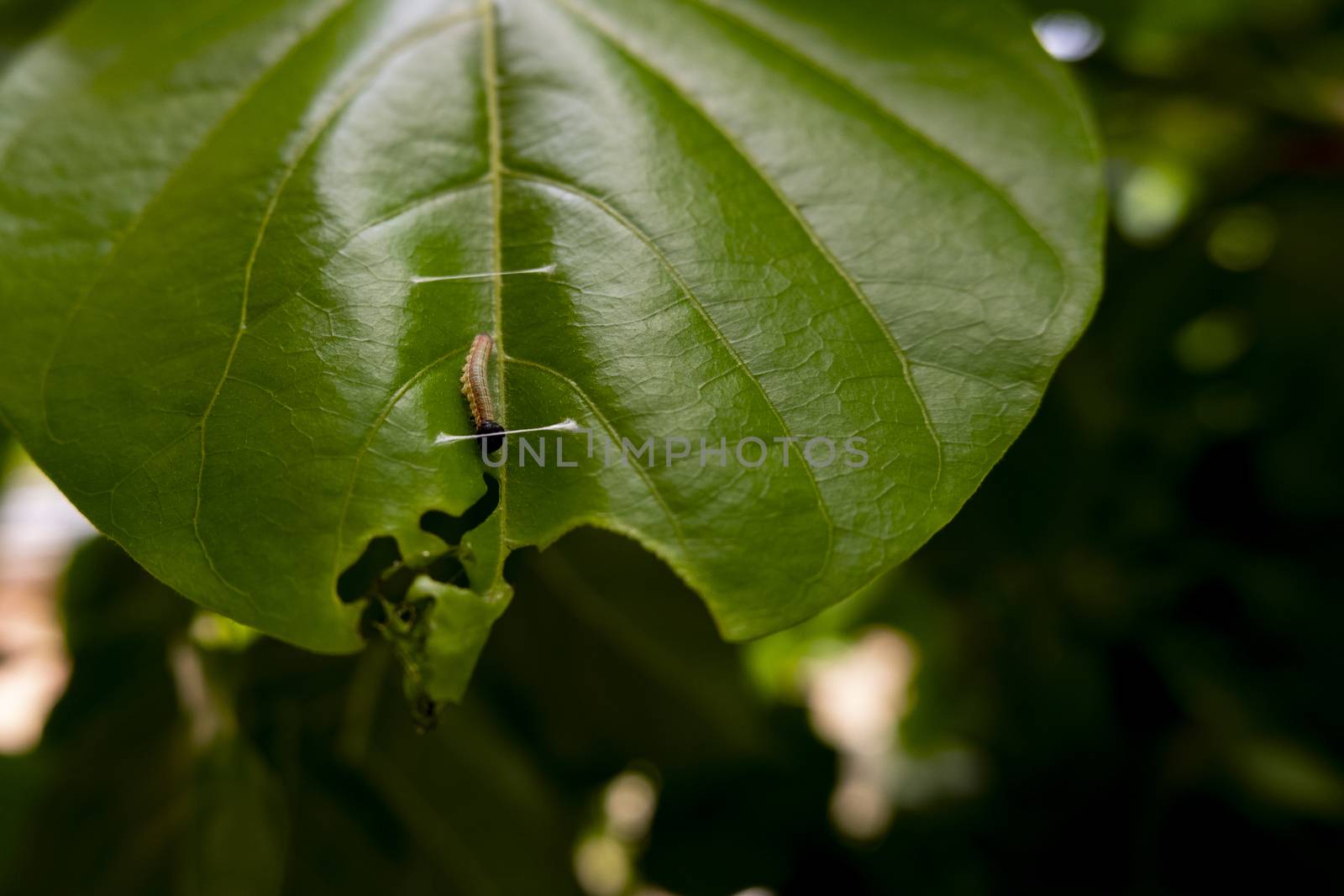 millettia pinnata tree hosts many insects by mahesh_2020