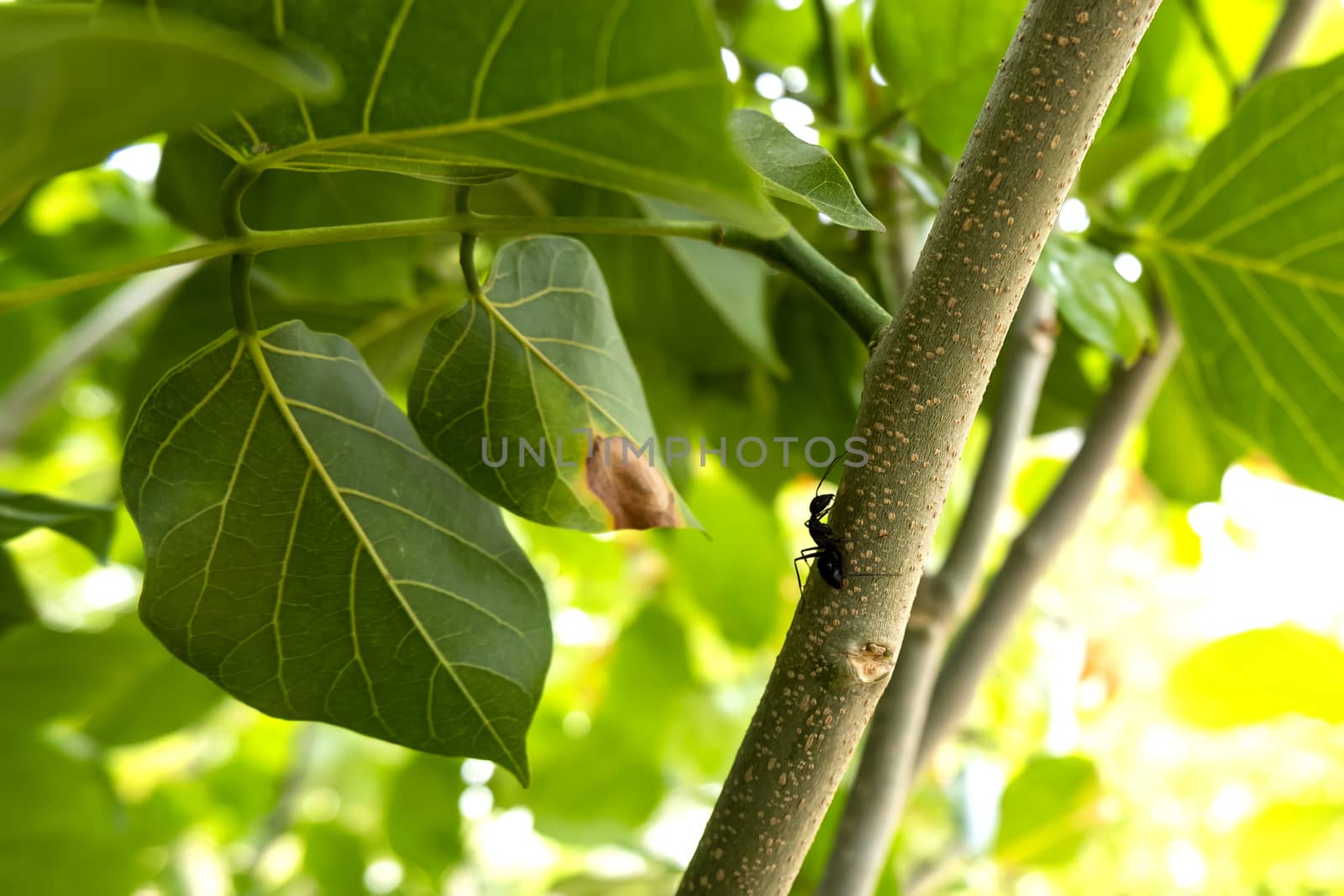 millettia pinnata tree hosts many insects by mahesh_2020