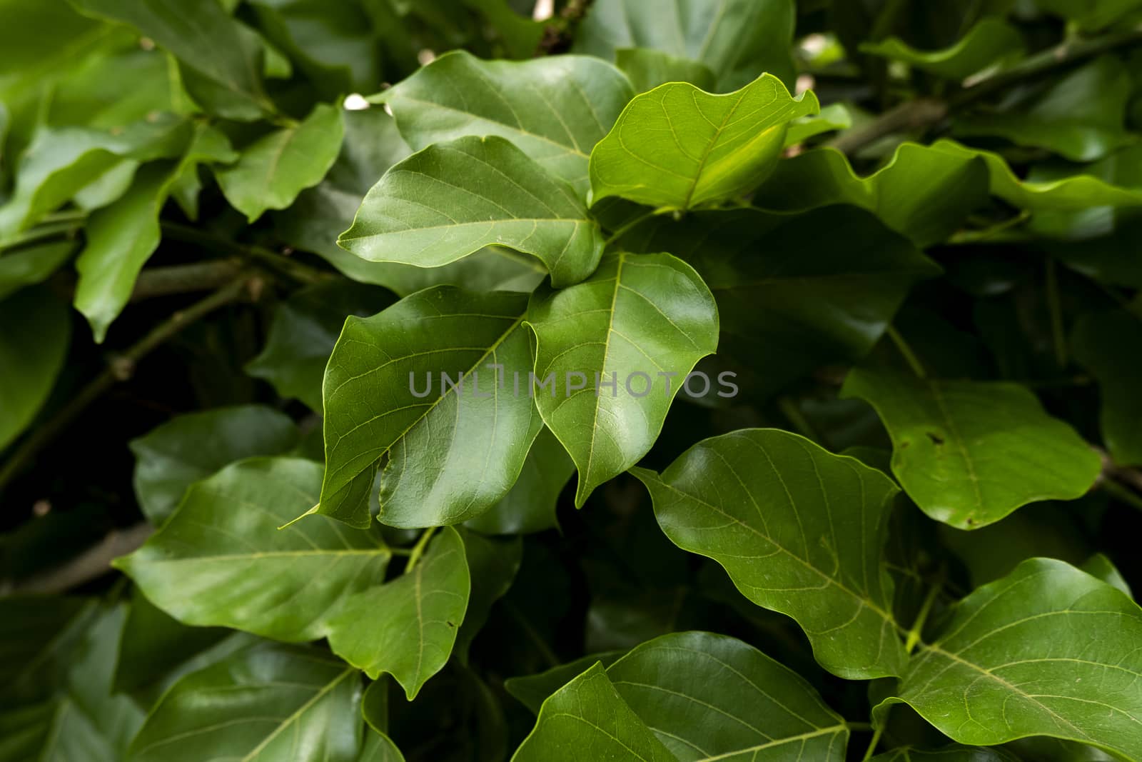 Indian Millettia pinnata is a fast growing species occurring in the humid tropics