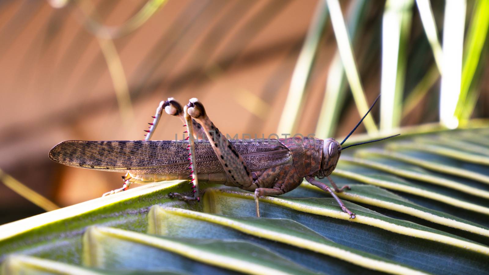 close up view of grasshopper by mahesh_2020