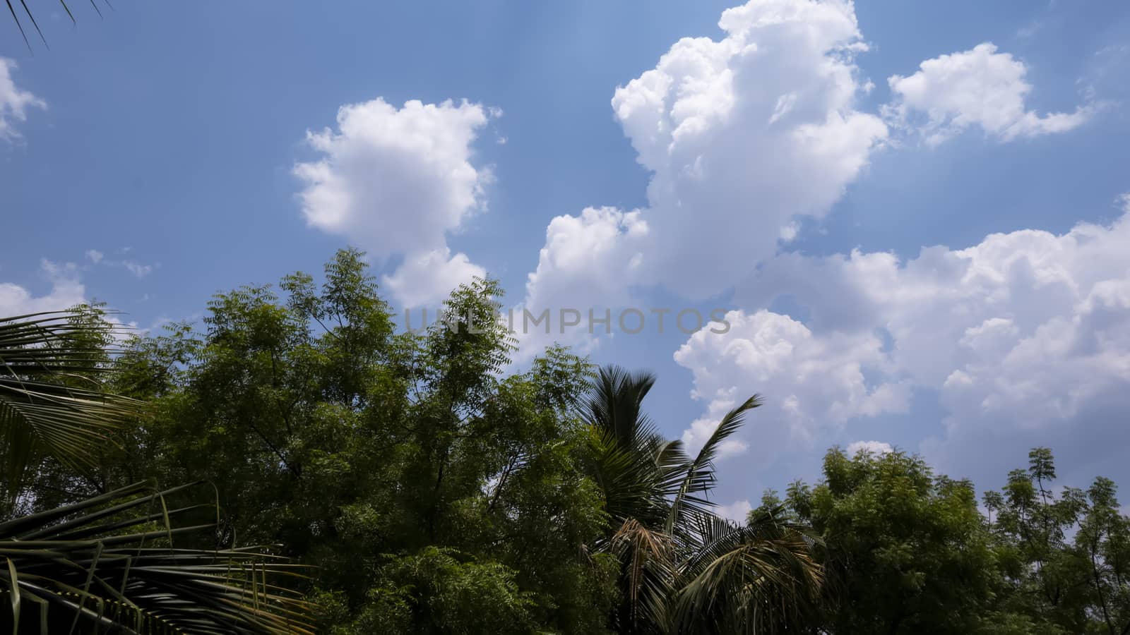 bright clouds & blue sky, green trees