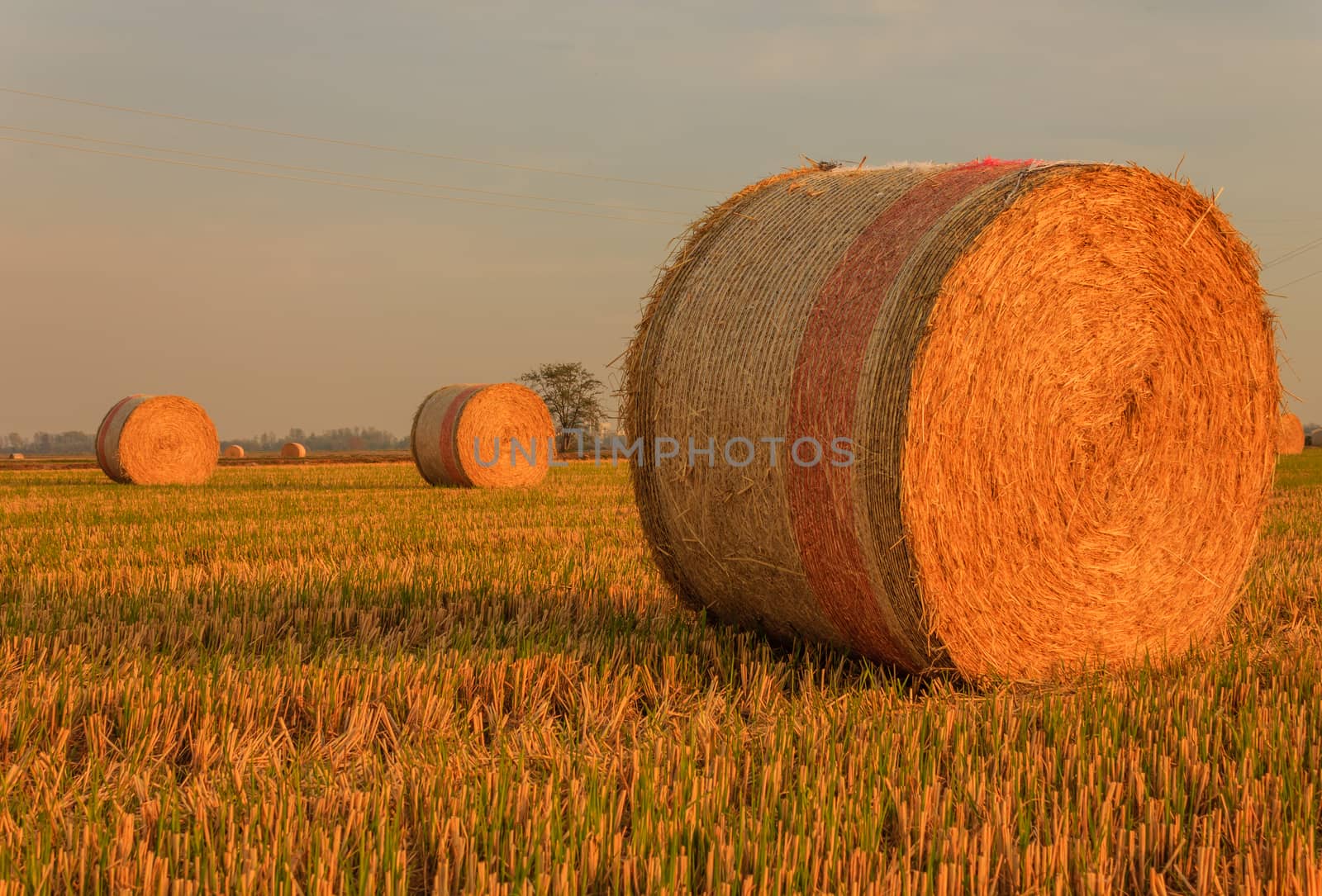 expanse of hay cylindrical bales in a farmland