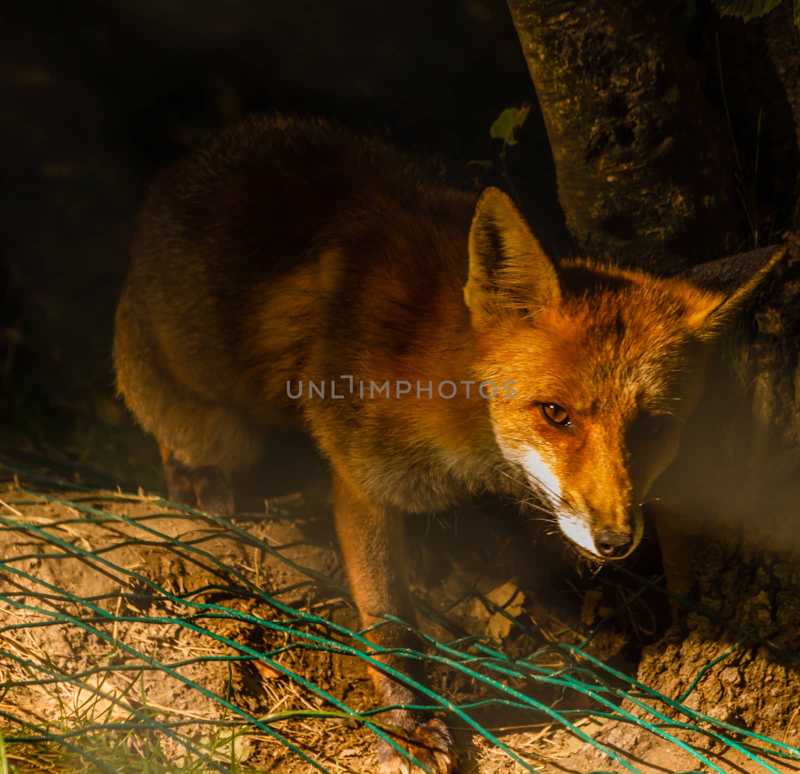 a nocturne  meeting with a fox in the woods by moorea