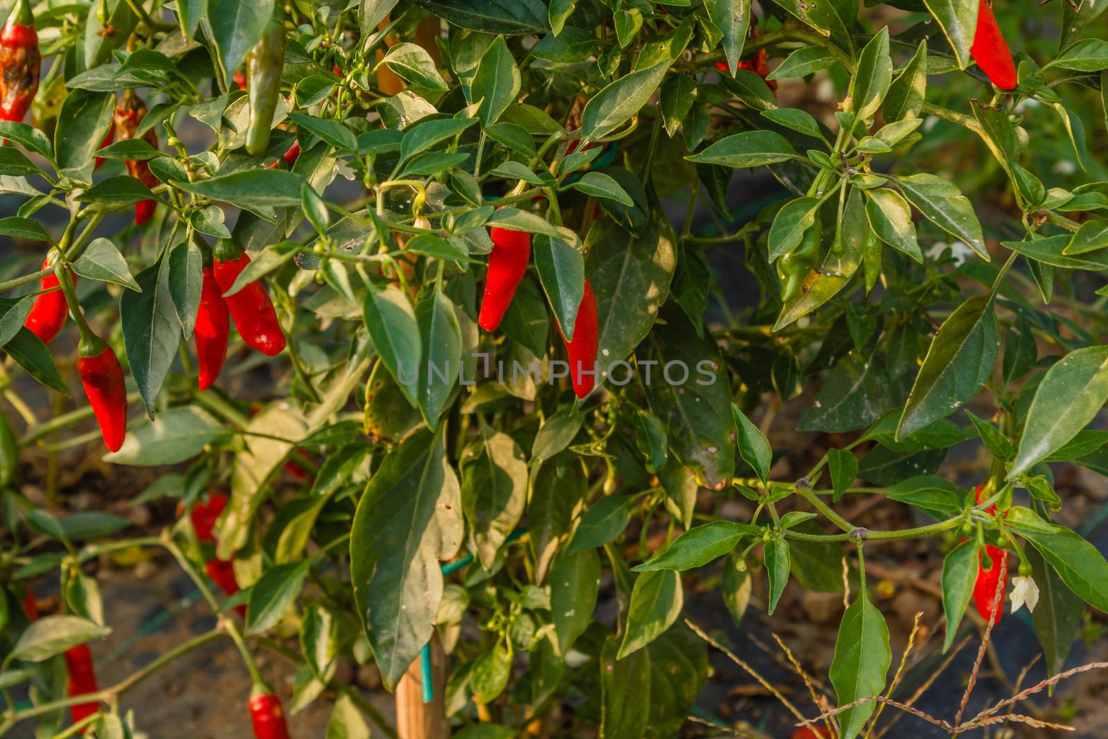 a chili plant in a vegetable garden by moorea
